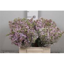 Lilas Hugo Koster 40cm 4bl Mal. (7 Dias - 2�)