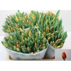 Tulipan Hol. Carpe Diem 40cm Nar. (7 Dias - 2�)