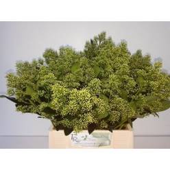 Skimmia Yuki 45cm "Paquete" (7 Dias - 2�)