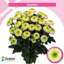 Margarita Hol. Fontina 95gr (7 Dias - 2�)