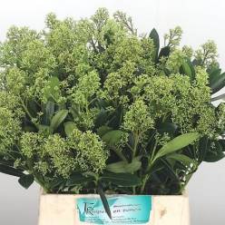 Skimmia Snow White 45cm "Paquete" (7 Dias - 2�)