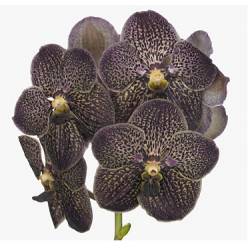 Vanda Choco Brown x16 (7 Dias - 2�)