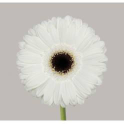 Gerbera Hol. White House Bl. "T25" (7 Dias - 2�)