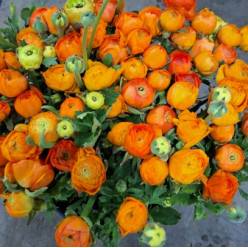 Ranunculos Italia Elegance Naranja 45cm (7 Dias - 2�)