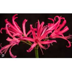 Nerine Elegance Minerva 50cm Fuc.