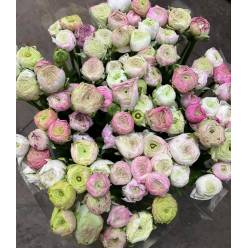 Ranunculos Italia Elegance Rosa Bebe 45cm