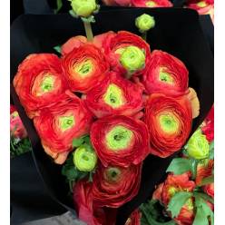 Ranunculos Italia "Cloni Super" Coral 45cm