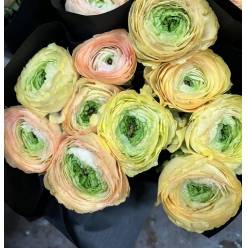 Ranunculos Italia "Cloni Super" Cupido 45cm