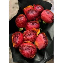 Ranunculos Italia "Cloni Super" Toro 45cm