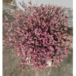Limonium Hol. Tint. Rosa 60cm 20gr