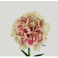 Clavel Hol. 65cm Wow+