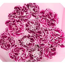 Clavel Col. Mini Select Fiorino Kampa