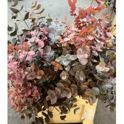 Eucalipto Cinerea Absorcion Oto�al 70cm