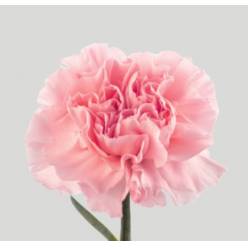 Clavel Nac. Doncel 60cm Rs.