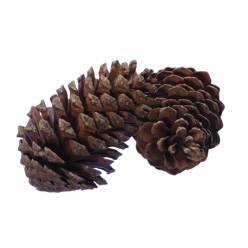 Pi�a Maritima Natural 14-18cm "T25"