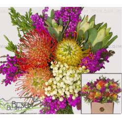 Safari Buquet 40cm 450gr Protea