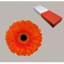 Gerbera Hol. Bonanza Nj. "T25" (AGUA)