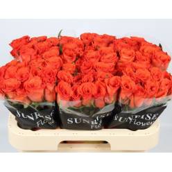 Rosa Hol. Garfield 60cm