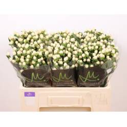 Hypericum Hol. Sisu Twinkle 50cm Bl.