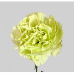 Clavel Col. Fancy Verde "T25"