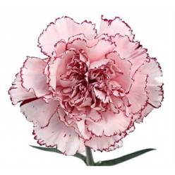 Clavel Col. Fancy Mariposa Bic. "T25"