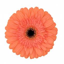 Gerbera Hol. Colin "T25"