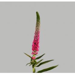 Veronica Smart Roswitha 60cm "T25"