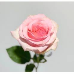Rosa Ecu. Nena 50cm (7 Dias - 2�)