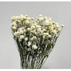 Paniculata Seca White Pearl  30gr 60cm