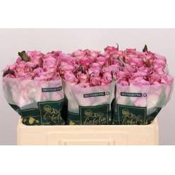 Rosa Hol. Thriller 60cm