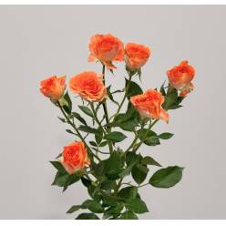 Ramificada Picanto 80cm Nj.