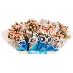 Hypericum Hol. Coco Tiamo 70cm