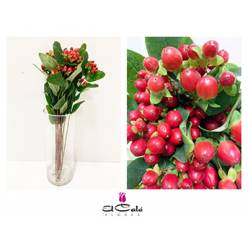 Hypericum Hol. True Romance 50cm "T25" Rj.