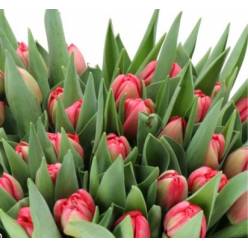Tulipan Hol. Belgravia 35cm Rs.