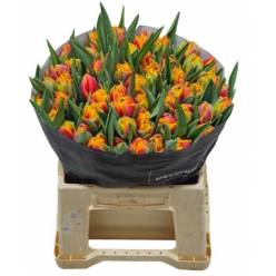 Tulipan Hol. Thunderball 40cm