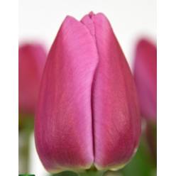 Tulipan Hol. Mosni 40cm