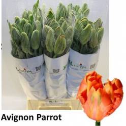 Tulipan Frances Avignon Parrot 50cm