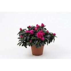 P. Azalea Si Flamenco 14/32cm x6