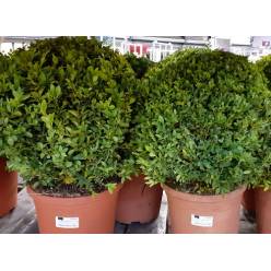 P. Buxu Sempervirens Bola 21/40cm