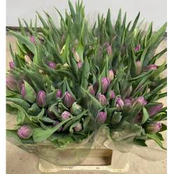 Tulipan Nac. Doble Genua Bic.