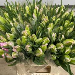 Tulipan Nac. Parrot Cabanna Rs.