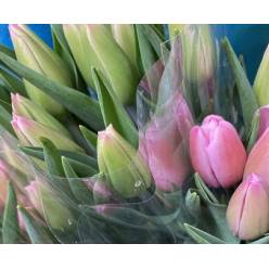 Tulipan Nac. Argos 40cm Mlv.