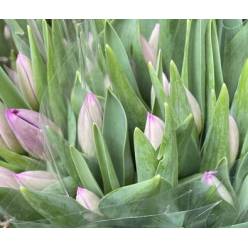 Tulipan Nac. Purple Eye 40cm Mor.