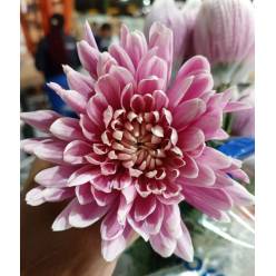 Uniflor Ecu. Litgh Salm�n