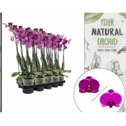 P. Phalaenopsis Lilac 12/60cm 3T "CC5"