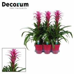 P. Guzmania Freya roze 14/60cm "CC6" -M.Ceramica-