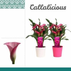 P. Calla Pink 12/35cm 4F "CC6"