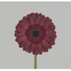 Gerbera Mini Hol. Dark Nigth "T20"