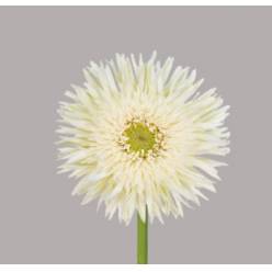 Gerbera Mini Hol. Petit Cyclone+ "T20"
