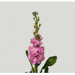 Aleli Nac. Rosa 70cm (7 Dias - 2�)